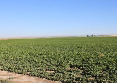 a field of green