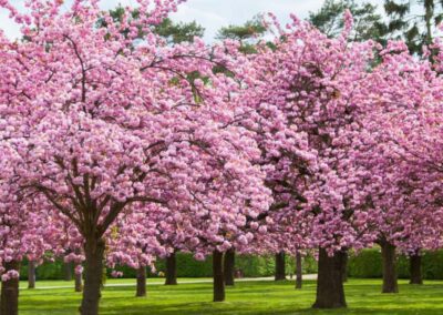 a group of pink trees in a park