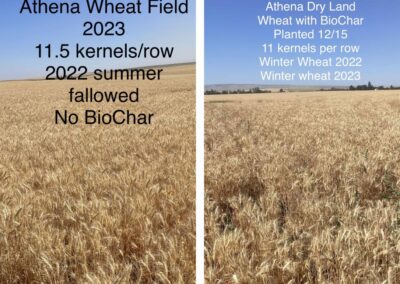 athena wheat field