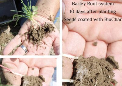 barley root system