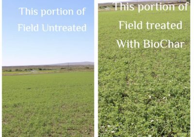 field treated with biochar