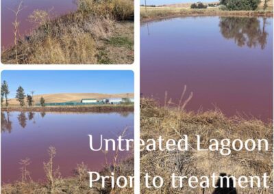 untreated lagoon